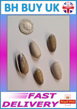 5 x OLIVE AQUARIUM SNAIL