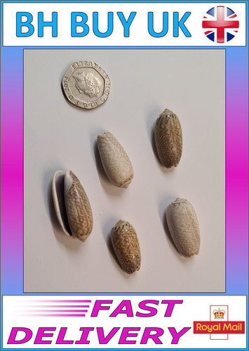 Olive aquarium snail - x,