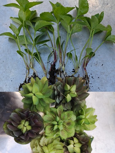 Double petal hellebore - double,
