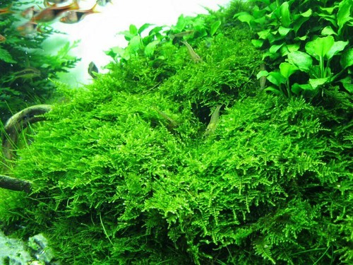100g java moss carpeting - 100g,