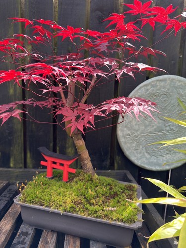 Bonsai ornament hand - ornament, made