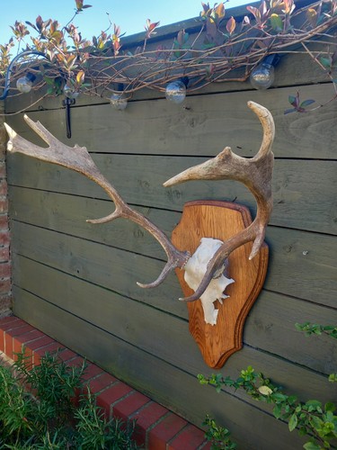 Taxidermy fallow deer - deer, antlers