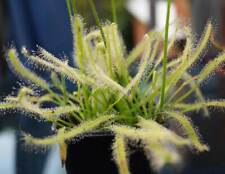 Drosera Capensis 'White Form'