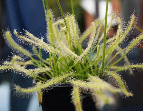 Drosera capensis white form - capensis, 'white