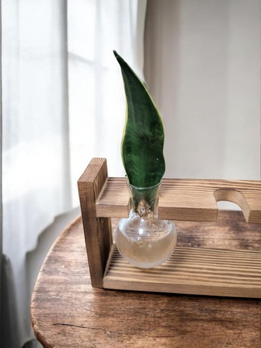 Sansevieria snake plant - sansevieria, plant'