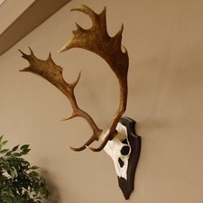 Fallow Deer Antlers Height 71