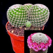 mammillaria matudae group-