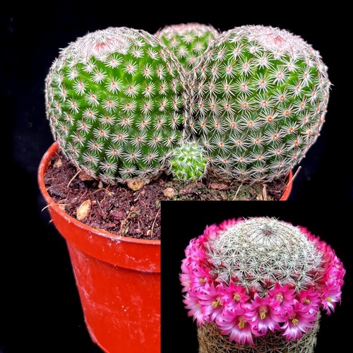 Mammillaria matudae group - mammillaria,
