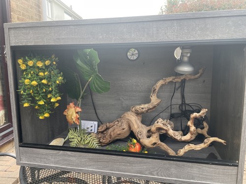 Bearded dragon large vivarium - bearded,