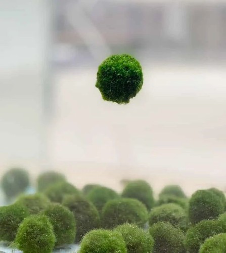 Moss balls marimo - moss, buy2get1