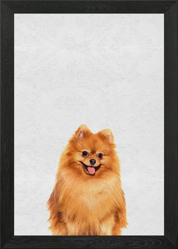 Cute pet puppy pomeranian - pet,