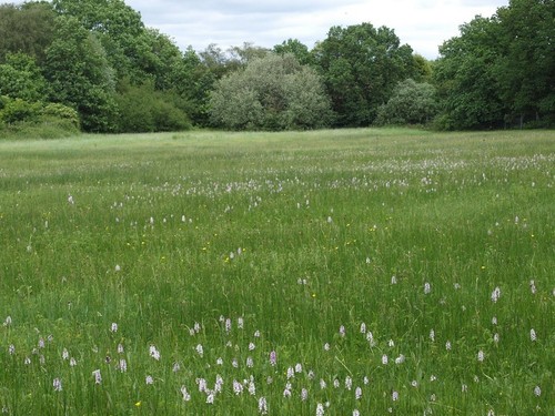 Rare meadow grass - meadow, seeds