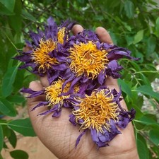 Dried BLUE LOTUS Nymphaea