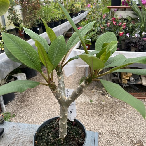 Plumeria rubra frangipani - plumeria,