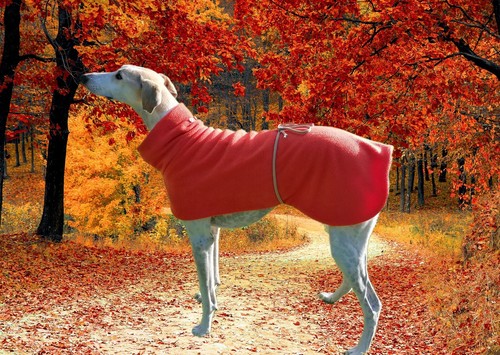 Greyhound lurcher whippet - /, /