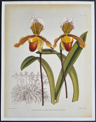 Botany orchids cypripedium - botany,