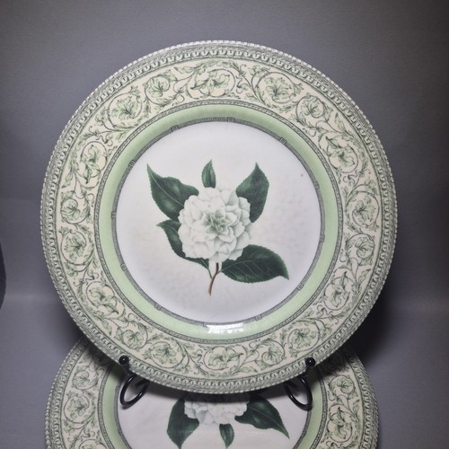Rhs applebee dinner plates - rhs,