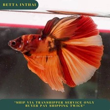 Live Betta Fish Koi Nemo Halfmoon Male 4 Months from Thailand O1101
