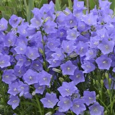 Campanula persicifolia 'Blue'