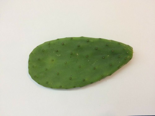 Cactus opuntia ficus indica - cactus,