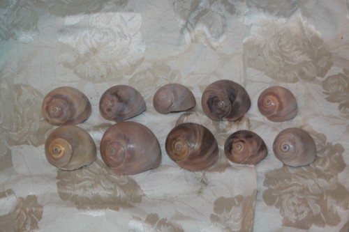 Lot apple snail - apple,