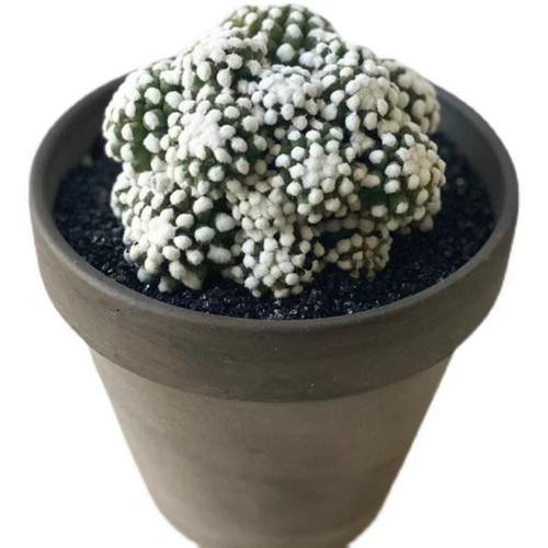 8cm succulent cactus - succulent,