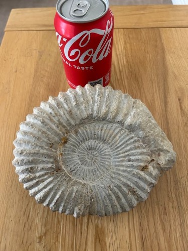 Large fossil ammonite - large,