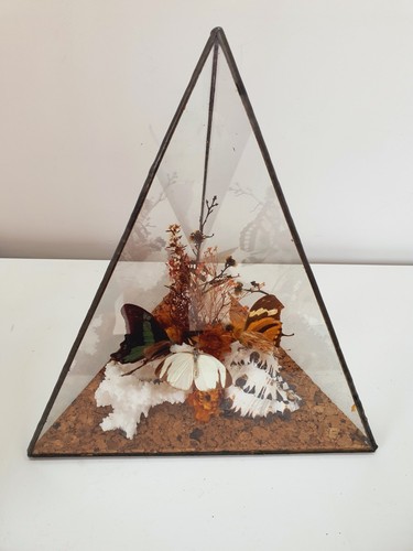 Terrarium butterfly pyramid - terrarium,