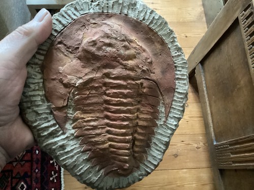 Large massive trilobite - large,