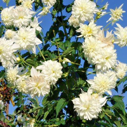 Tree dahlia imperialis alba - dahlia,
