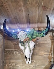 Very beautiful animal skull