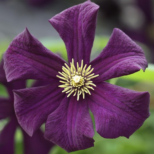 Clematis romantika - 'romantika', |