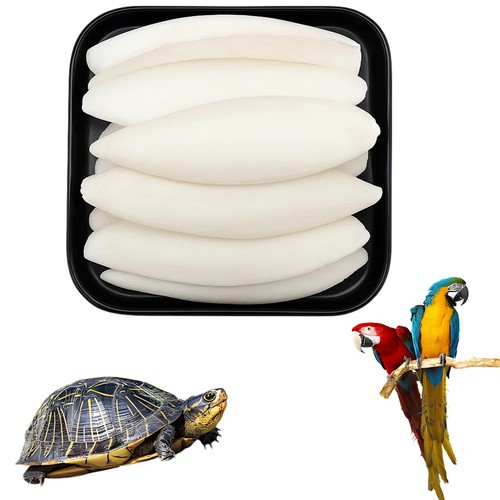 Pieces cuttlefish bone for - bone,