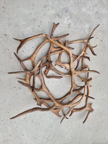 Fresh wild antlers roe - wild, deer