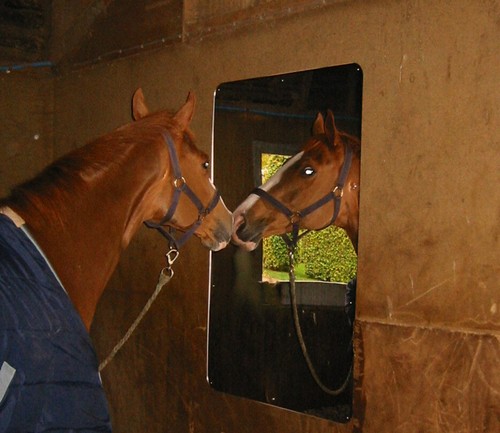 Stable mirror 600 - stable,