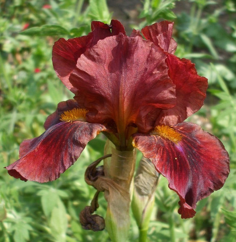 Iris germanica sultan - germanica, sultan's