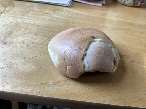 Moon snail shell - , mississippian