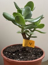 Crassula Ovata Jade Succulent