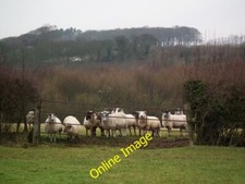 Photo 6x4 Mixed race sheep at Dog Kennel Farm Louth Cow Pasture Wood in t c2012