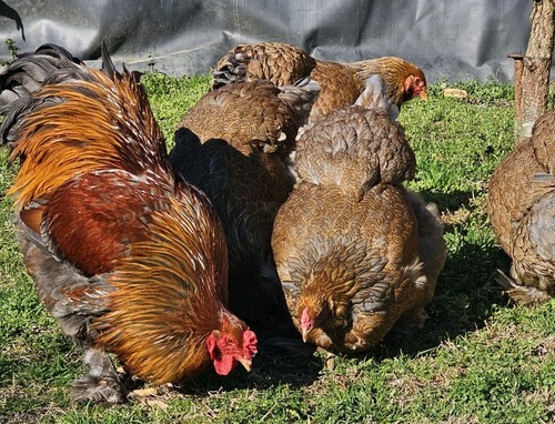 Blue partridge brahma - 8+,