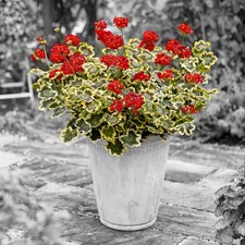 Pelargonium 'Mrs Pollock' 2L