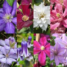 Clematis Climbing Plants in 9cm Pot - Mixed Summer Flowering Garden Ready Shrubs