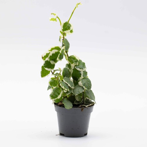 Ficus pumila variegata 6cm - pumila,