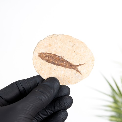 Freshwater herring fossil - freshwater,