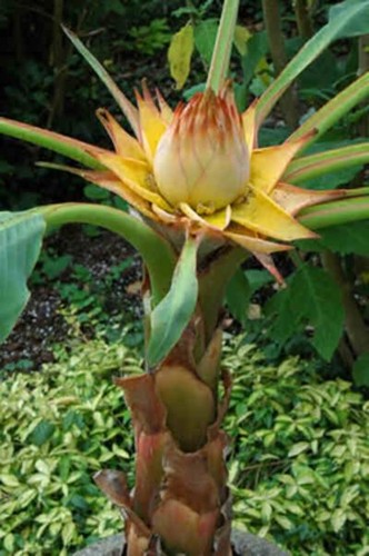 Hardy 30cm banana - banana, lasiocarpa