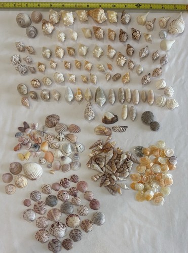 200 mix seashells - 200+, shells