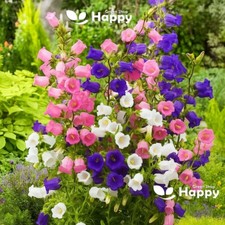 CANTERBURY BELLS MIX - 1500