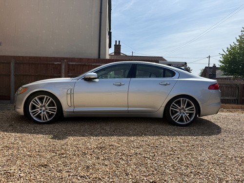 Genuine jaguar selena - xj,
