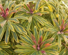 Euphorbia × Martini Ascot Rainbow Perennial Plug Plants Pack x6