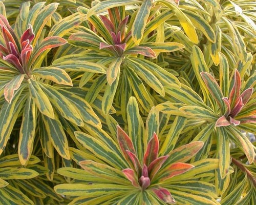 Euphorbia martini ascot - euphorbia, ×